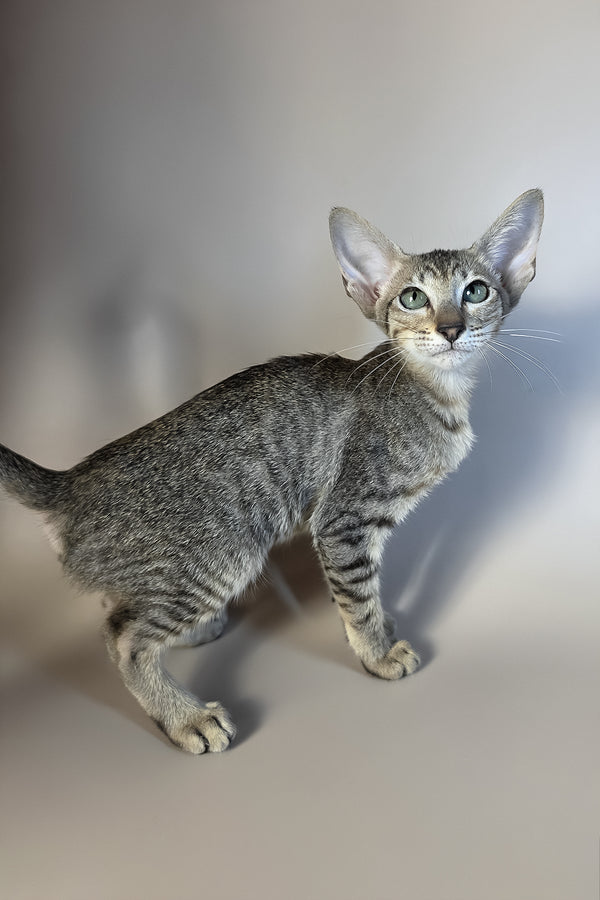 Greta | Oriental Shorthair Kitten