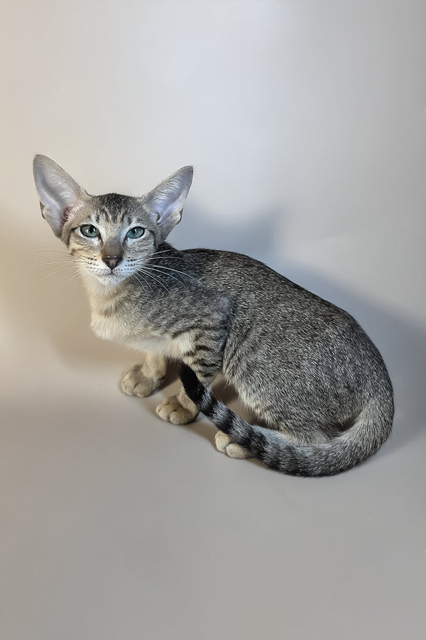 Greta | Oriental Shorthair Kitten