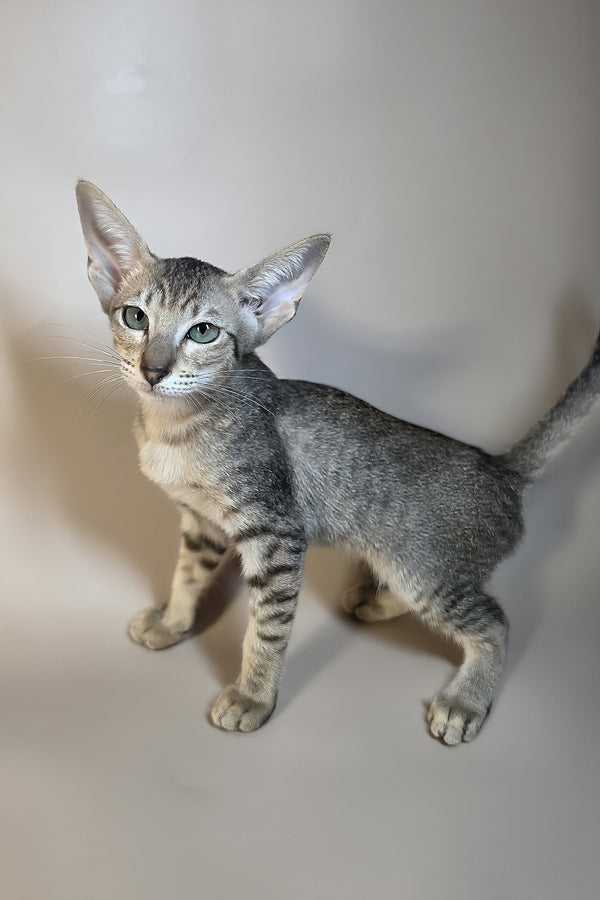 Greta | Oriental Shorthair Kitten