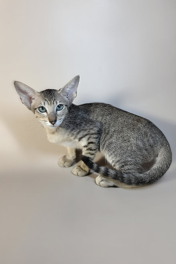 Greta | Oriental Shorthair Kitten