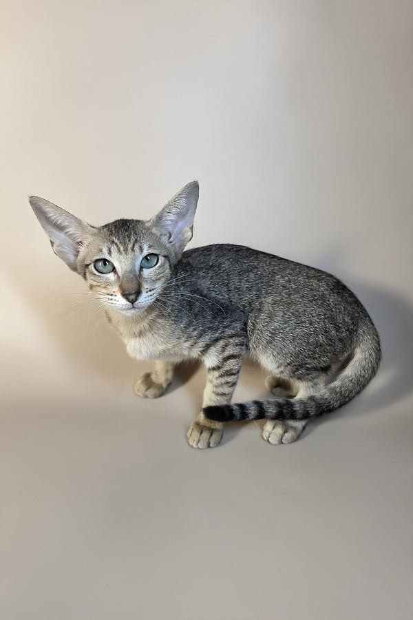 Greta | Oriental Shorthair Kitten