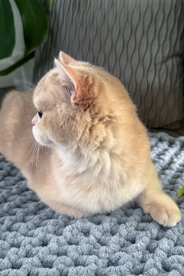 Greta | Scottish Straight Kitten