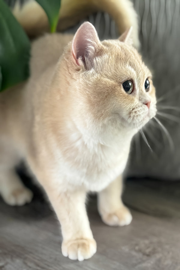 Greta | Scottish Straight Kitten