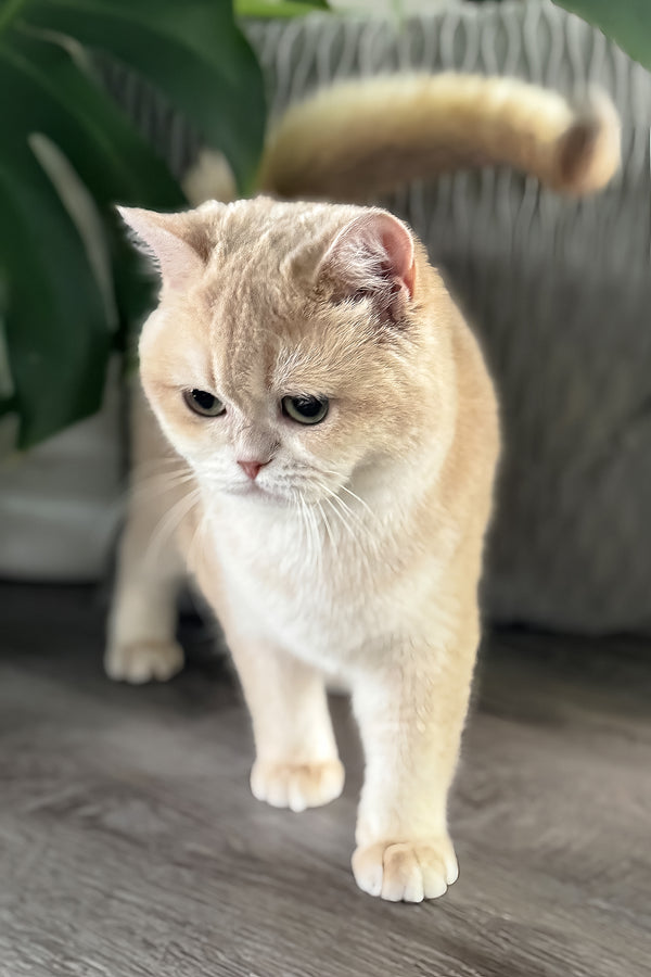 Greta | Scottish Straight Kitten