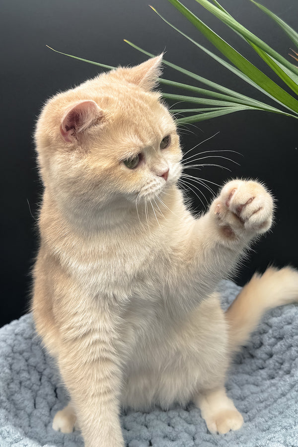 Greta | Scottish Straight Kitten