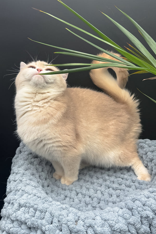 Greta | Scottish Straight Kitten