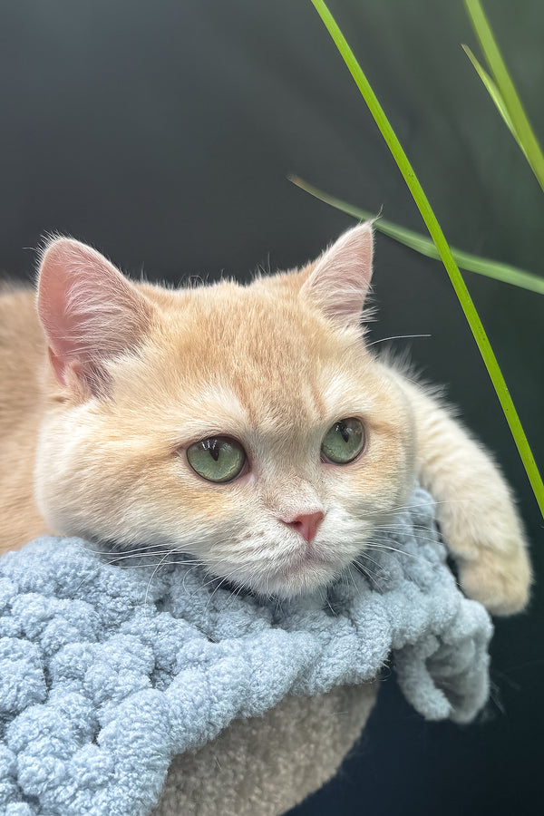 Greta | Scottish Straight Kitten