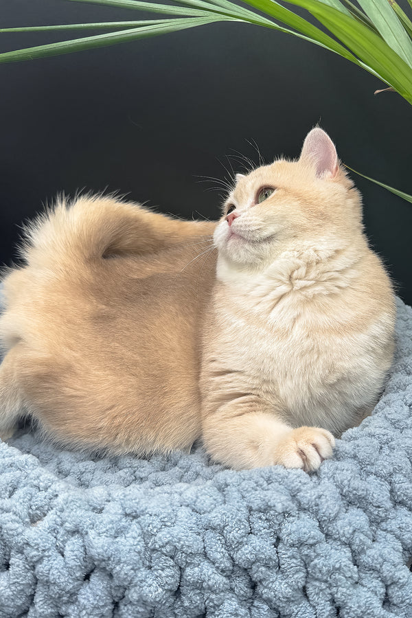 Greta | Scottish Straight Kitten