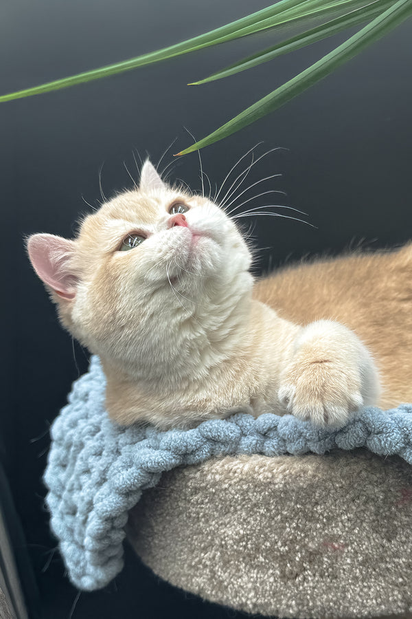 Greta | Scottish Straight Kitten