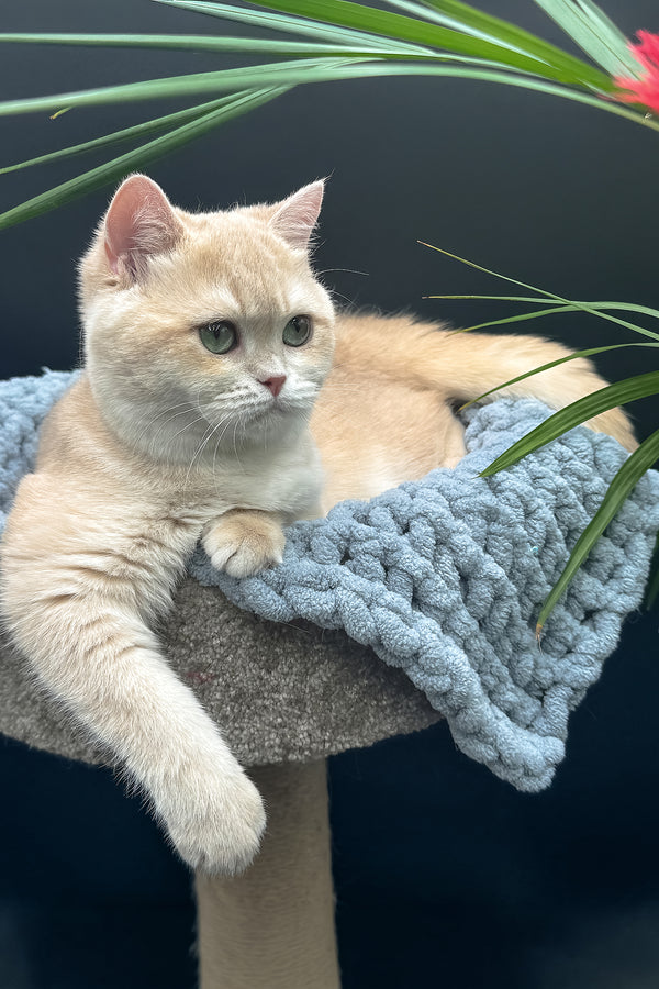Greta | Scottish Straight Kitten
