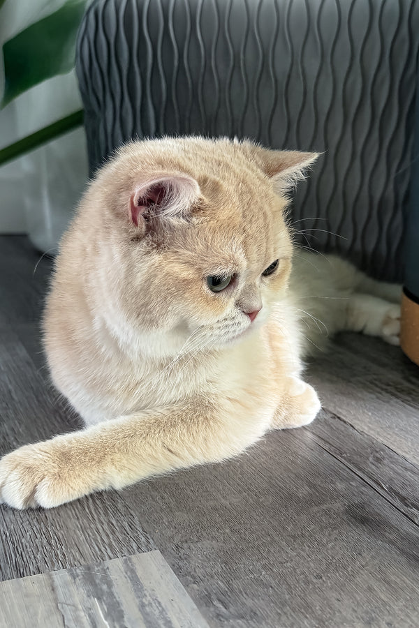 Greta | Scottish Straight Kitten