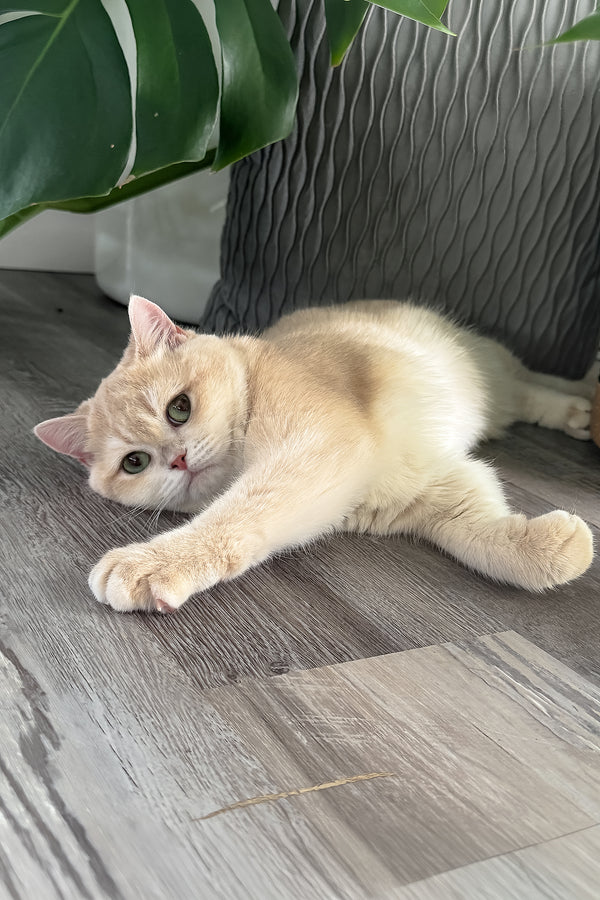 Greta | Scottish Straight Kitten