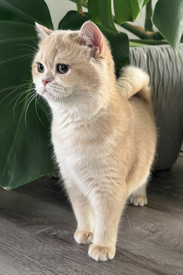 Greta | Scottish Straight Kitten