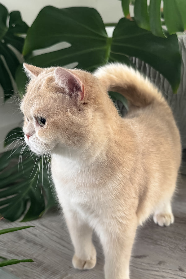 Greta | Scottish Straight Kitten