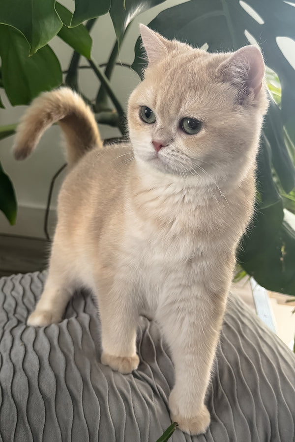 Greta | Scottish Straight Kitten