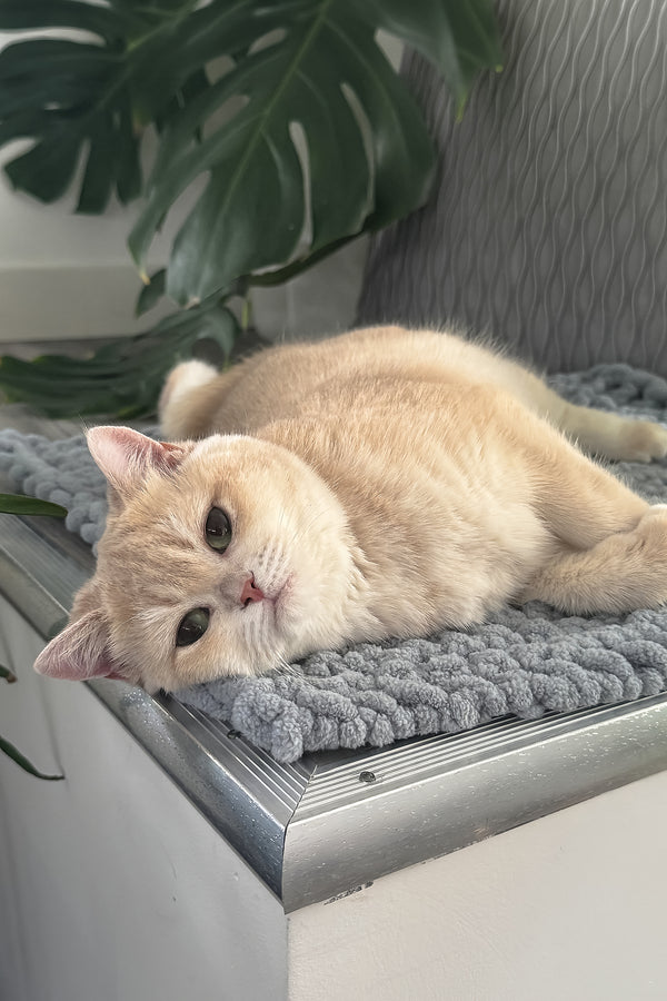 Greta | Scottish Straight Kitten