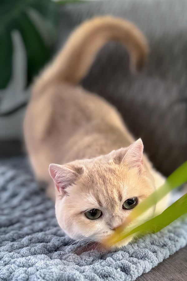Greta | Scottish Straight Kitten