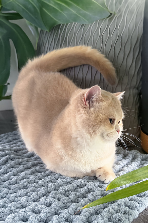 Greta | Scottish Straight Kitten