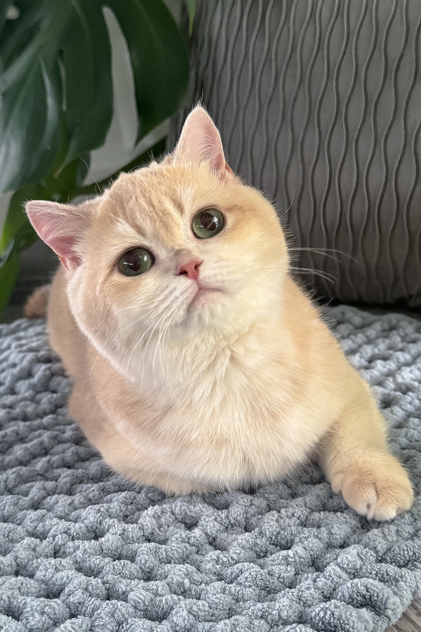 Greta | Scottish Straight Kitten