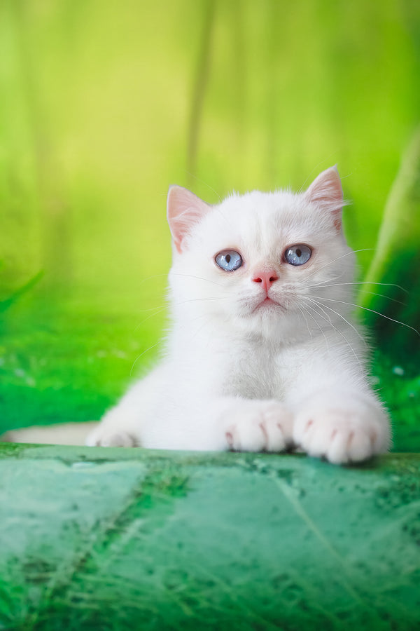 Grey | British Shorthair Kitten