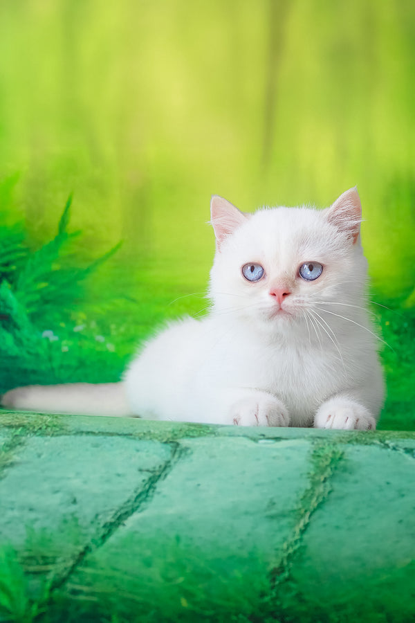 Grey | British Shorthair Kitten