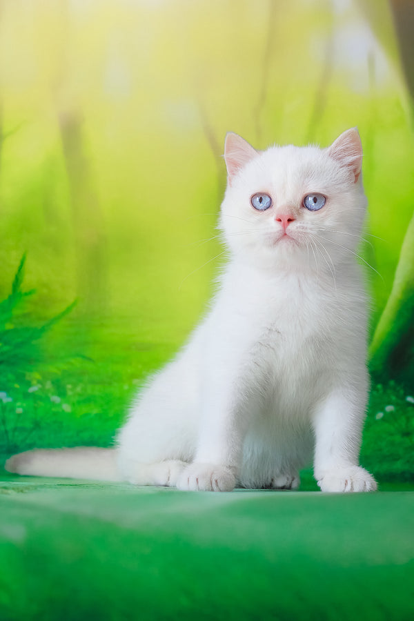 Grey | British Shorthair Kitten