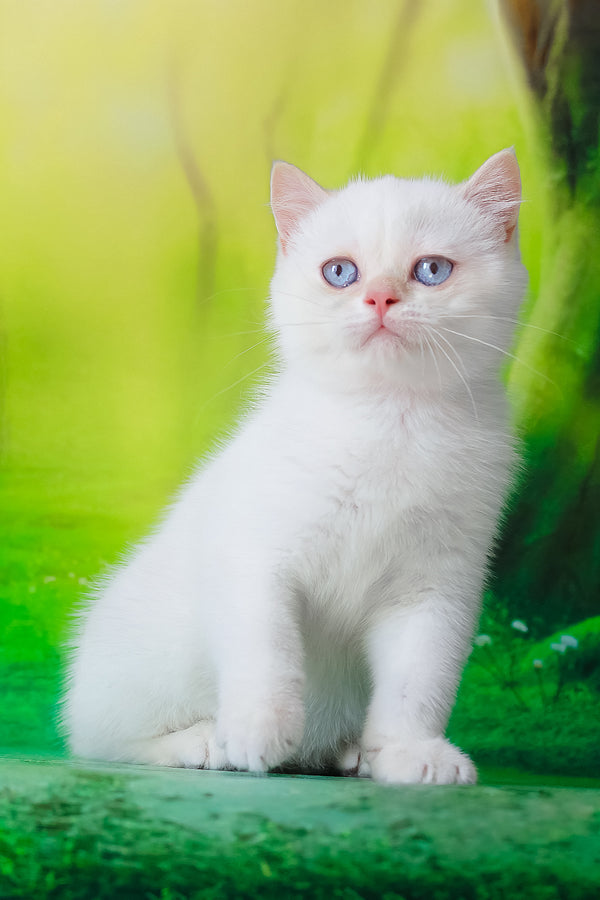 Grey | British Shorthair Kitten