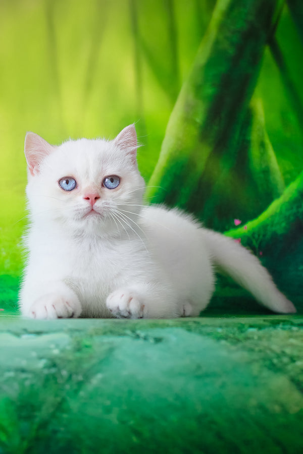 Grey | British Shorthair Kitten