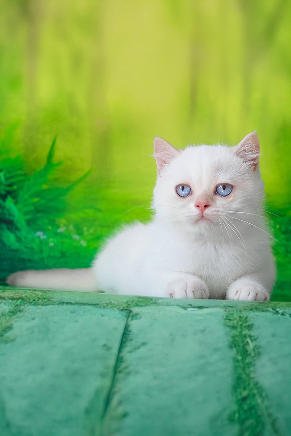 Grey | British Shorthair Kitten