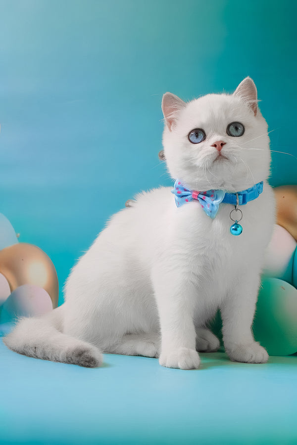 Grey | British Shorthair Kitten