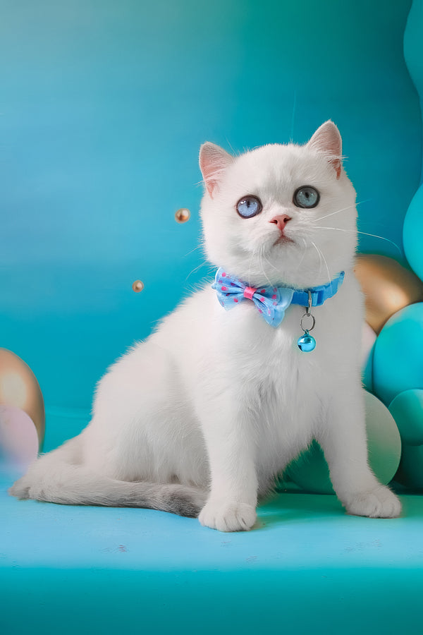 Grey | British Shorthair Kitten