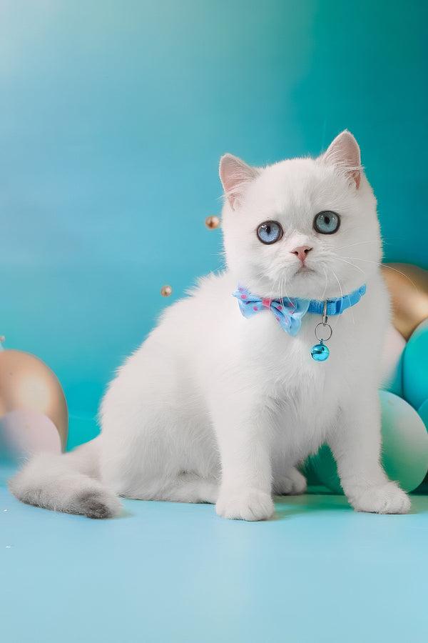 Grey | British Shorthair Kitten