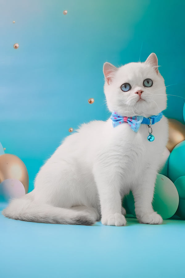 Grey | British Shorthair Kitten