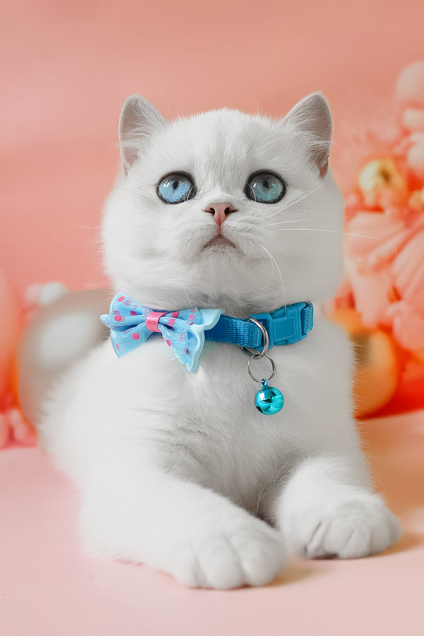 Grey | British Shorthair Kitten