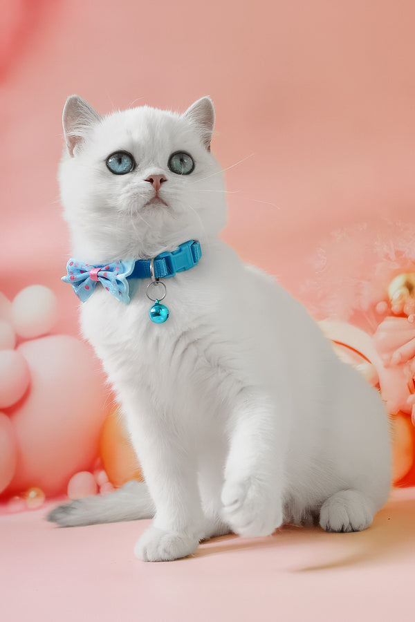 Grey | British Shorthair Kitten
