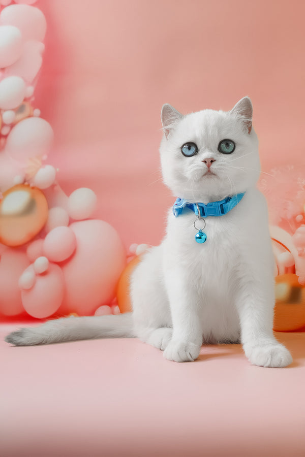 Grey | British Shorthair Kitten