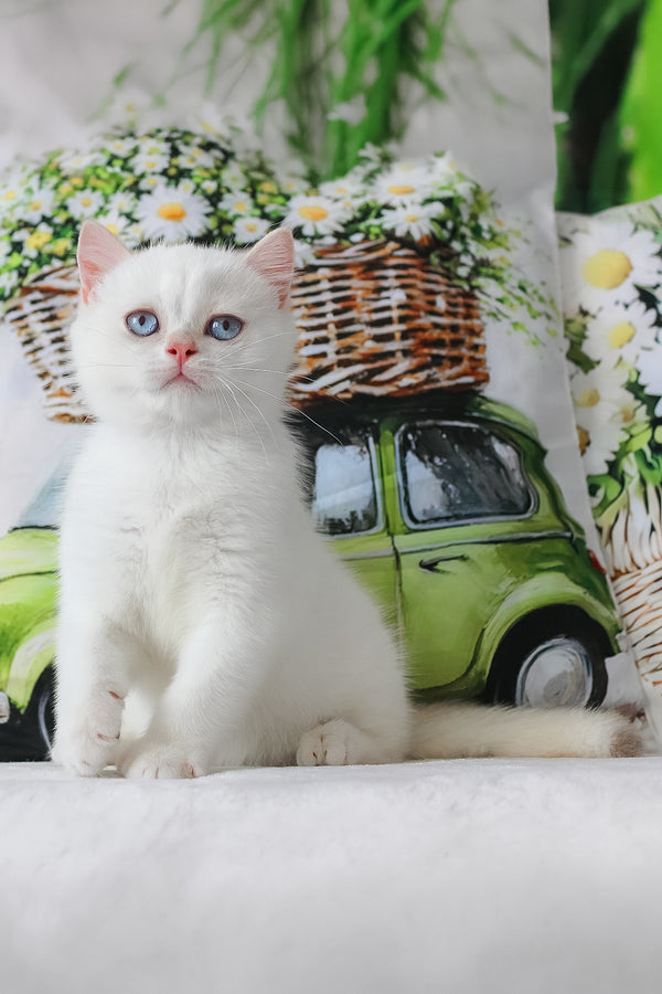 A fluffy white british shorthair kitten with striking blue eyes and a pink nose backed by comprehensive health guarantee