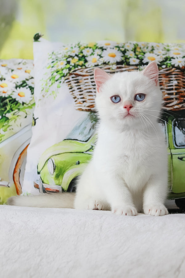 Grey british shorthair kitten with plush blue coat and striking blue eyes backed by a comprehensive health guarantee