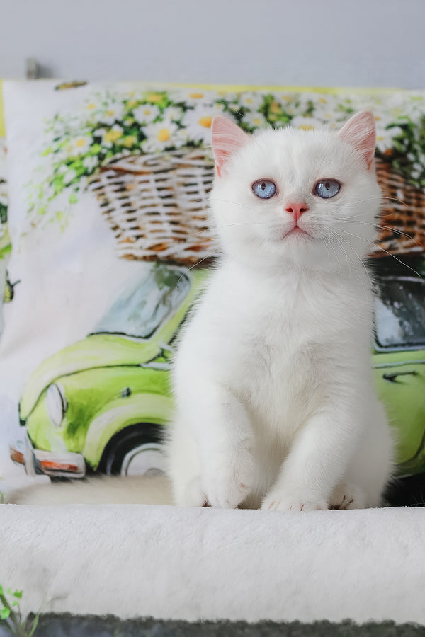A fluffy white british shorthair kitten with striking blue eyes and pink ears sits with a comprehensive health guarantee
