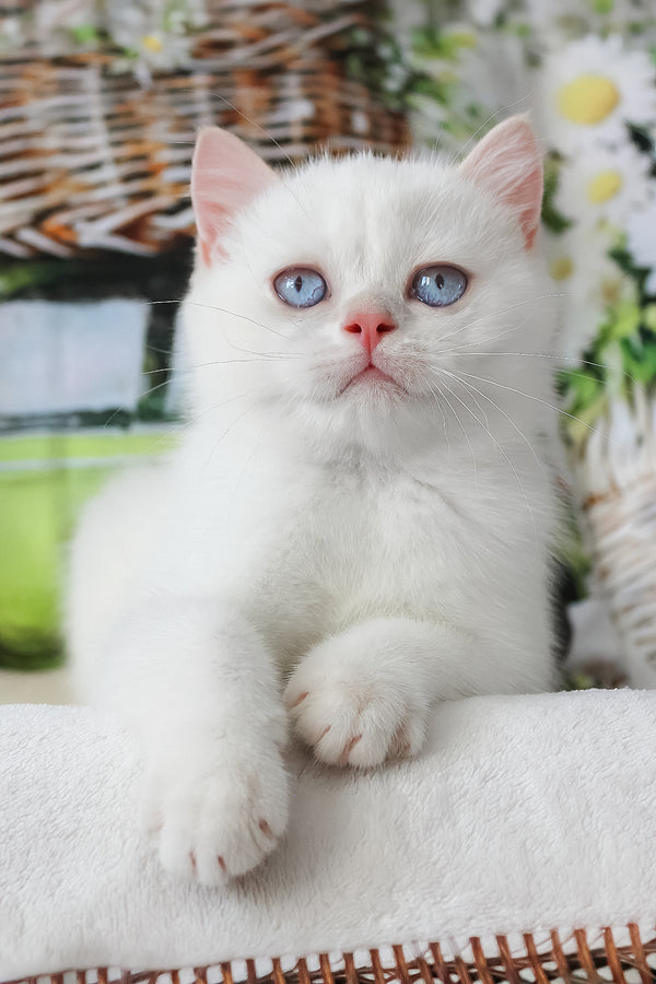 A fluffy white british shorthair kitten with striking blue eyes and pink ears sitting on a soft surface with health guarantee
