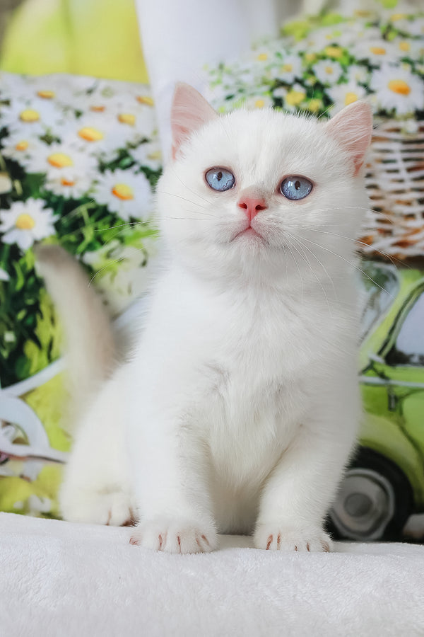 A british shorthair kitten with a plush blue coat and striking blue eyes backed by a comprehensive health guarantee