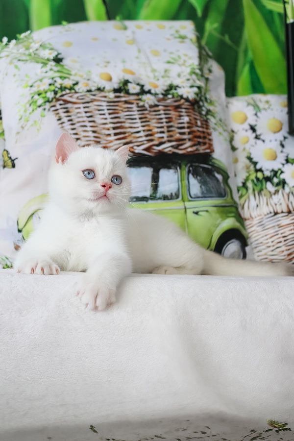 A fluffy white british shorthair kitten with blue eyes and pink nose resting on a soft surface with health guarantee