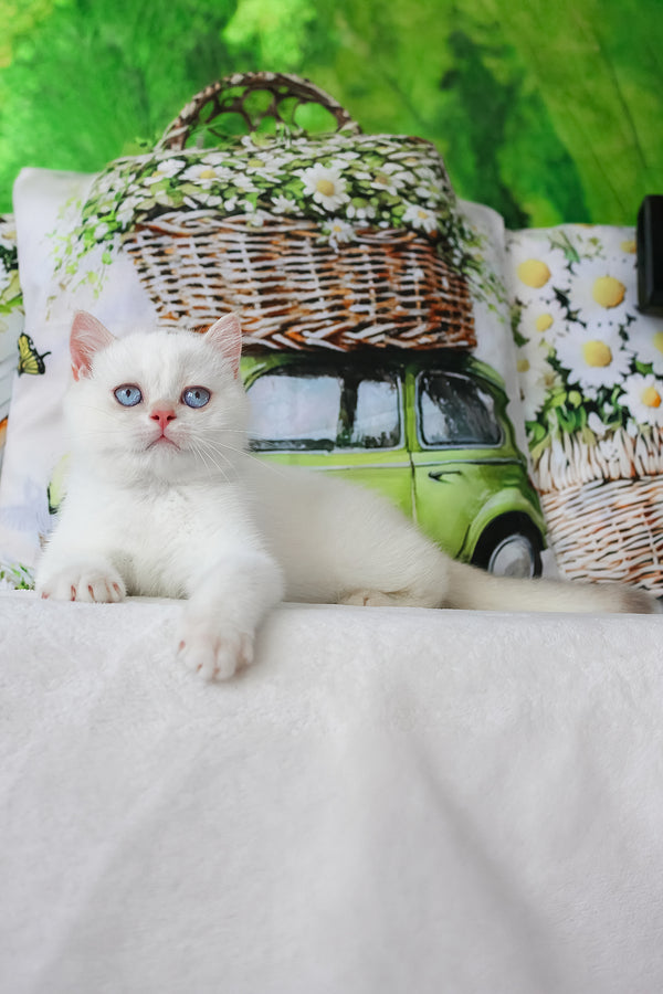 A fluffy white british shorthair kitten with striking blue eyes and pink nose resting with comprehensive health guarantee