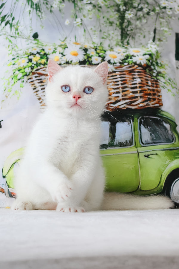 A fluffy british shorthair kitten with plush blue coat and striking blue eyes backed by a comprehensive health guarantee
