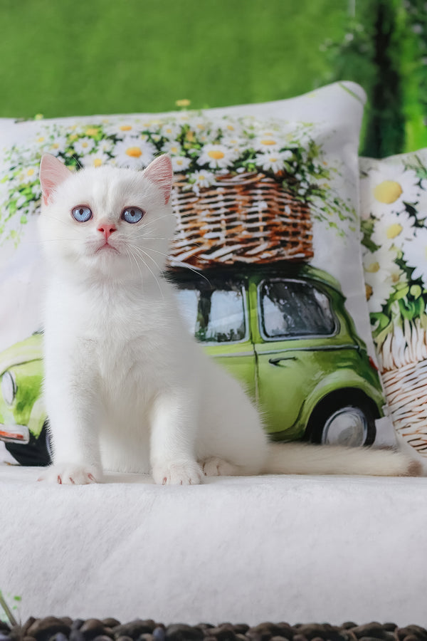 A british shorthair kitten with a plush blue coat and a comprehensive health guarantee sitting on a soft surface