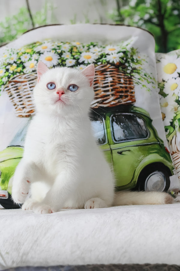 Grey british shorthair kitten with plush blue coat and striking blue eyes backed by a comprehensive health guarantee