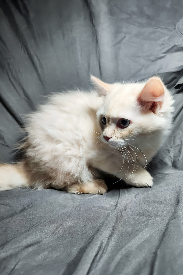 Greyson | Ragdoll Kitten
