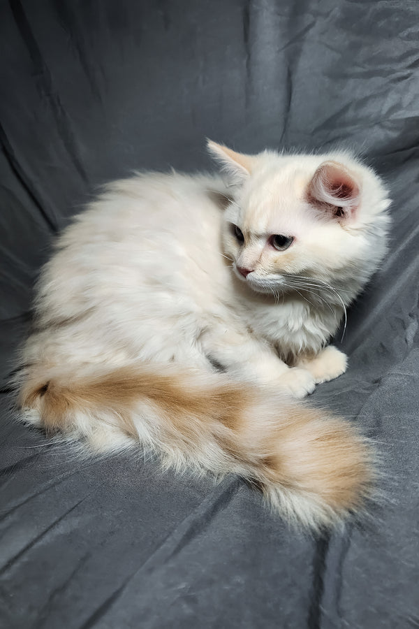 Greyson | Ragdoll Kitten