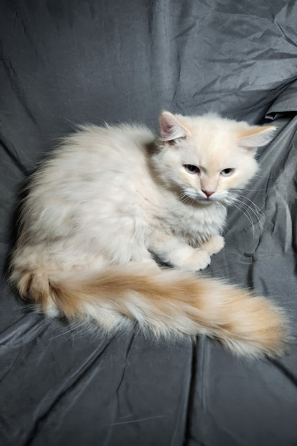 Greyson | Ragdoll Kitten