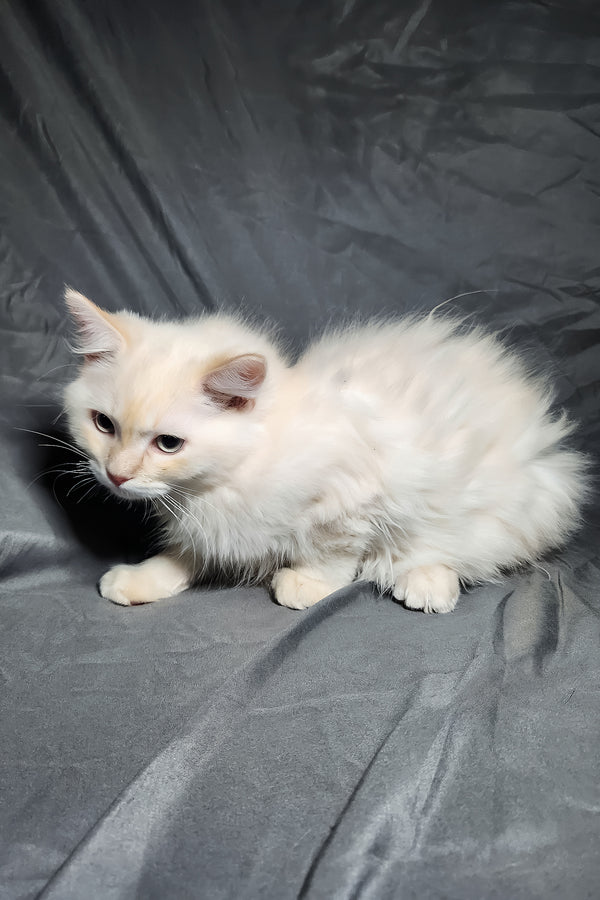 Greyson | Ragdoll Kitten